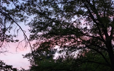 oak trees silhouetted against a summer sunset