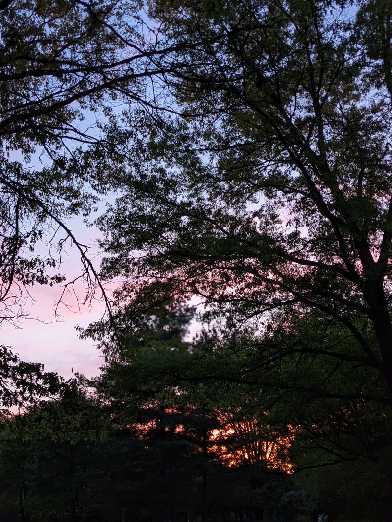 oak trees silhouetted against a summer sunset