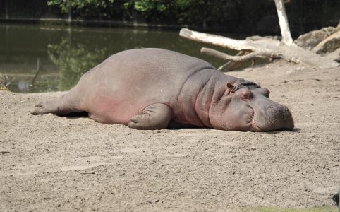 an extremely relaxed napping hippopotamus