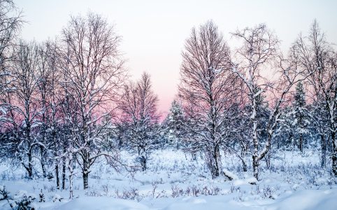 snow-covered trees against a pale blue-pink winter sunset