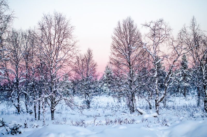 snow-covered trees against a pale blue-pink winter sunset