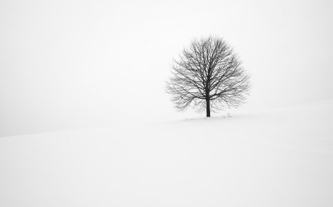 a bare tree on a snow-covered slope, against a white sky