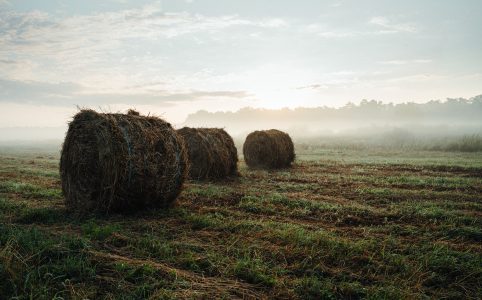 three round hay bales in a foggy field