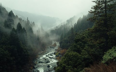 a rocky river runs through a wooded valley. there is fog drifting through the trees.