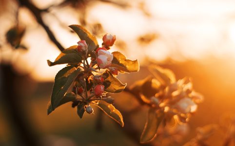 closeup of closed flower buds on a tree. the color is suffused with golden sunlight.