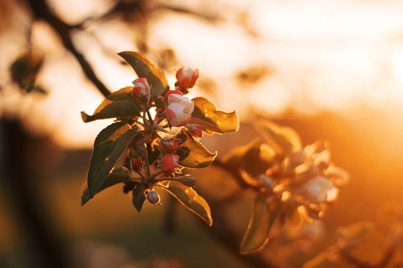 closeup of closed flower buds on a tree. the color is suffused with golden sunlight.