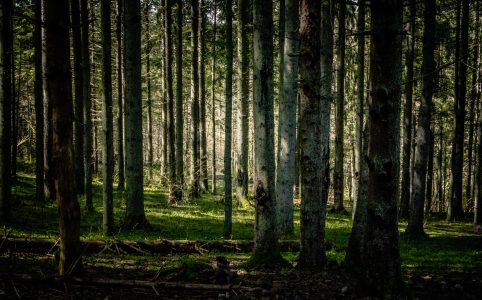 a young forest in a late afternoon light