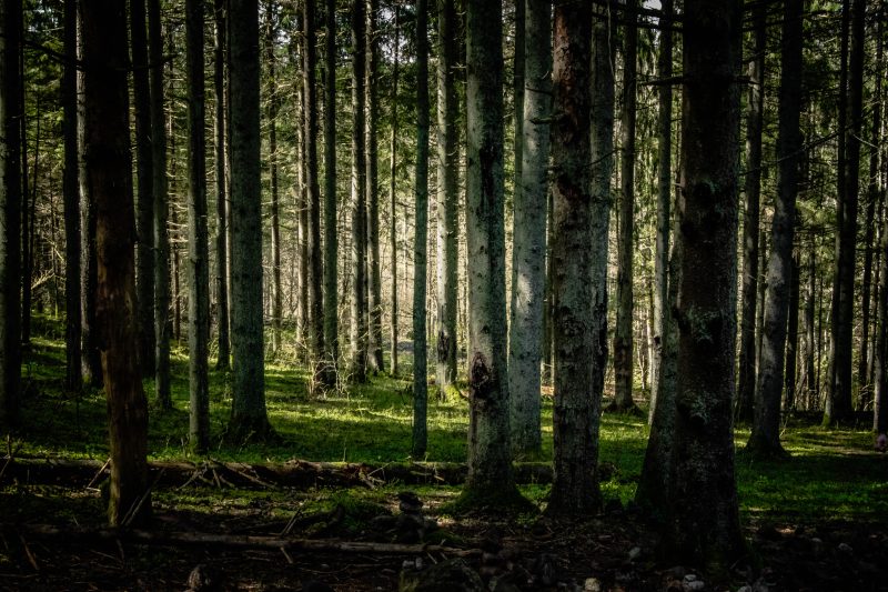 a young forest in a late afternoon light