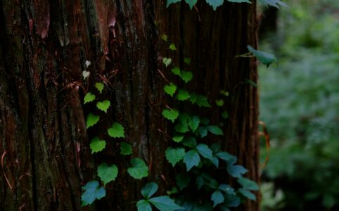 closeup of a dark brown tree trunk with some green leaves growing on thin vines. from the Aomori area in Japan.