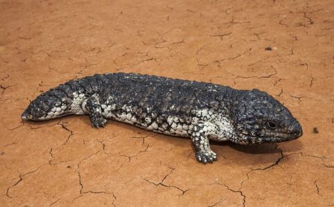 stumpy-tailed lizard. dark on top with some pale coloring on the belly and legs. texture like a pine cone.