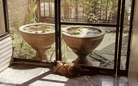 Ash cat sitting in the catio in the sunshine