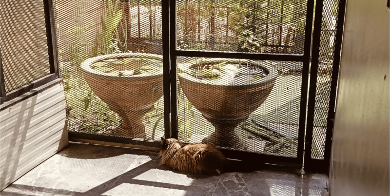 Ash cat sitting in the catio in the sunshine