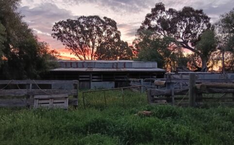 an overgrown paddock near sunset