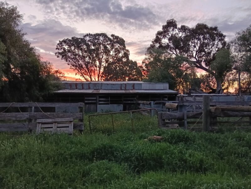 an overgrown paddock near sunset